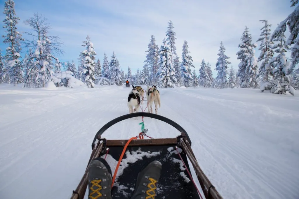 Winter dog sledding in Alps