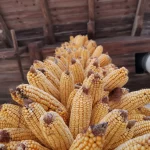 maíz farmlife2
