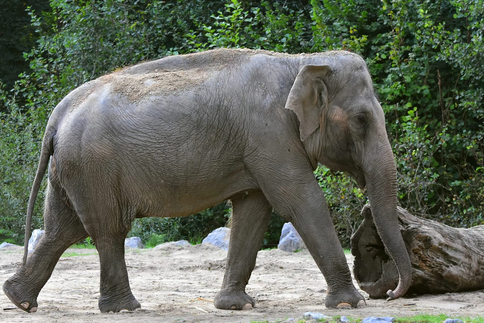 elefante zoo lj