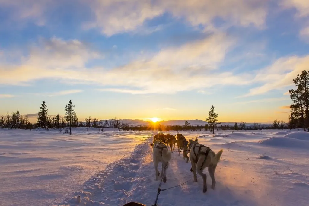 evening dog sledding in Slovenia