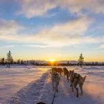 evening dog sledding in Slovenia