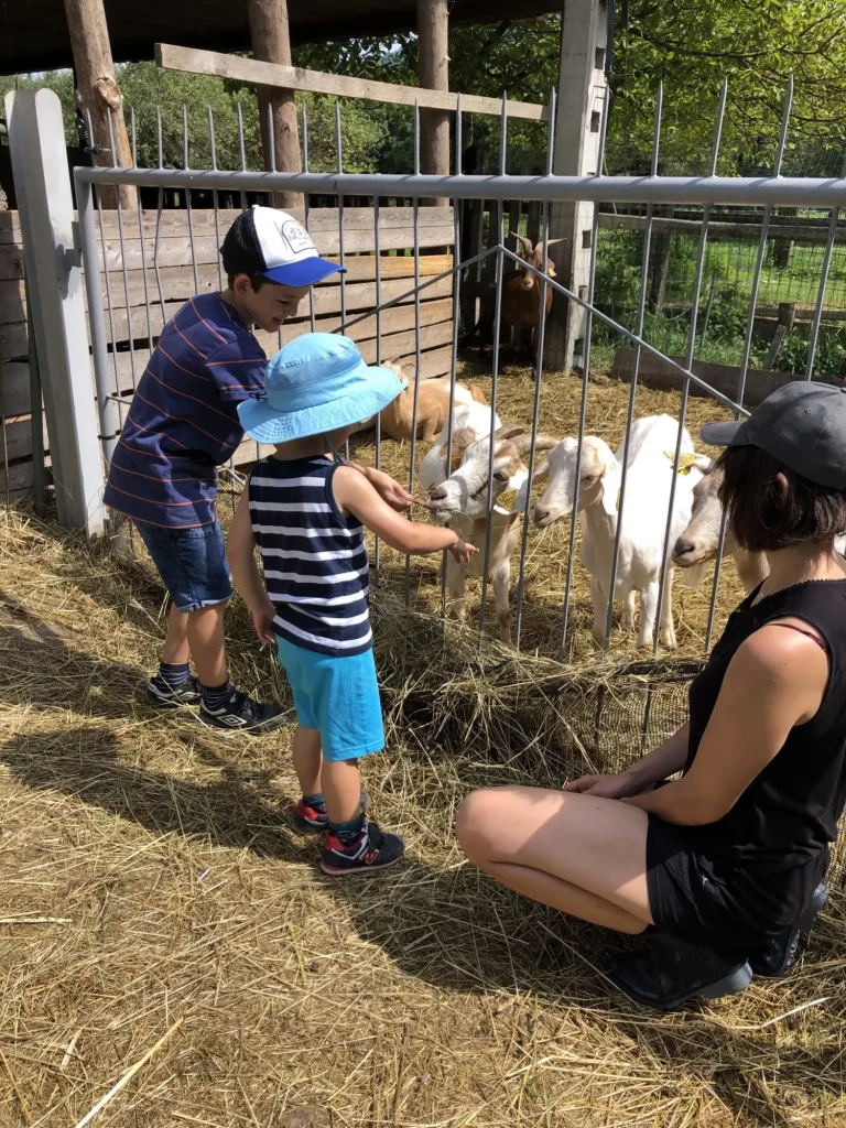 Alimentar a los animales de granja