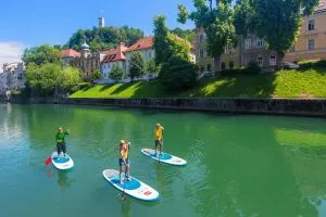 Paddelschwein auf dem Fluss Ljubljanica